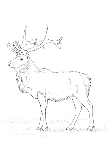 Deer From Elk Coloring Page